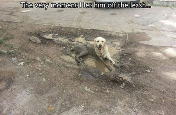 dog_can_relate