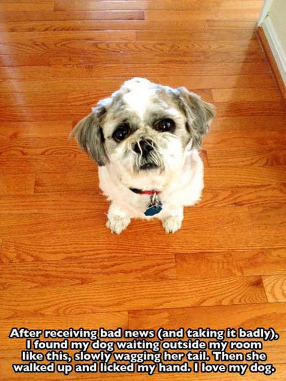 dog_can_relate
