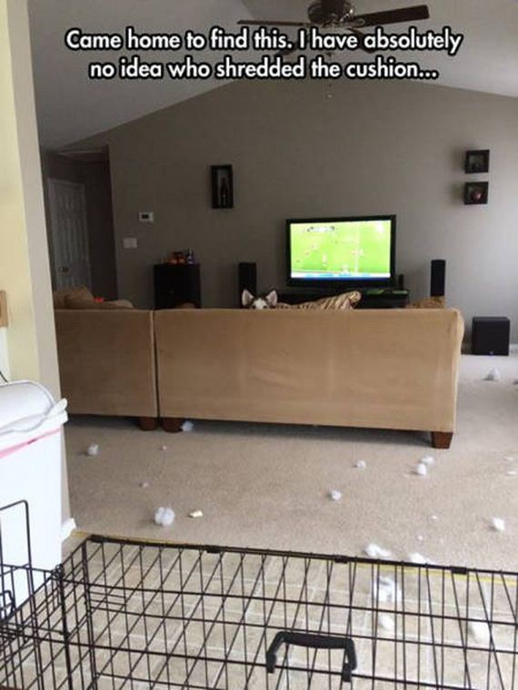 dog_can_relate