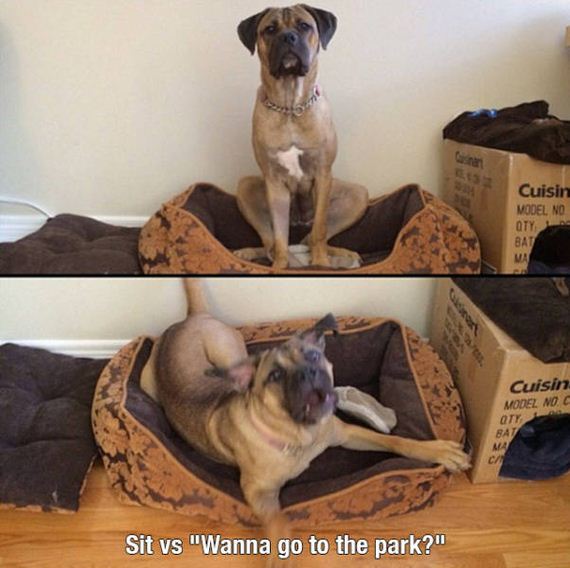dog_can_relate
