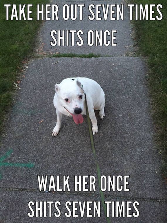 dog_can_relate