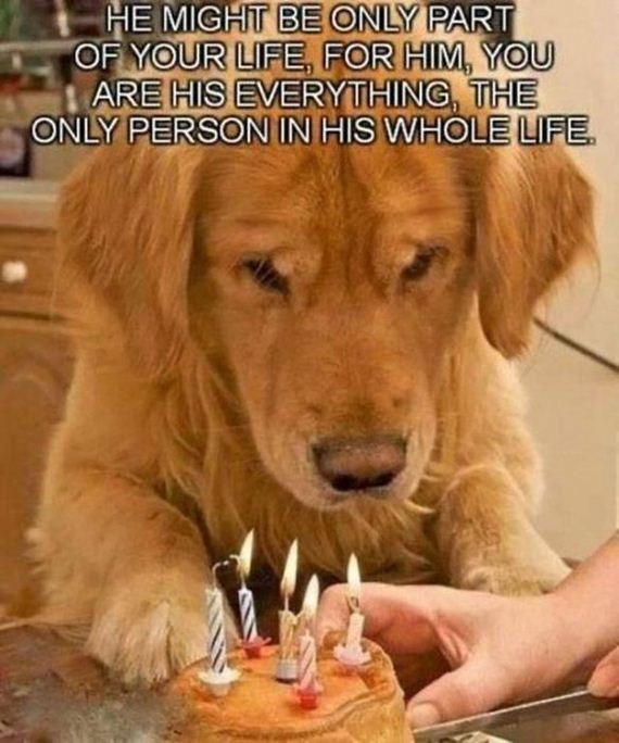 dog_can_relate