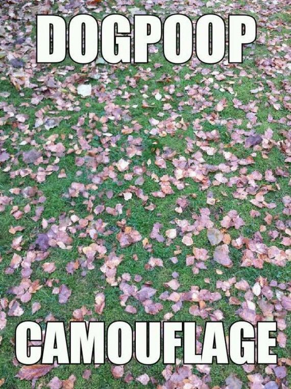 dog_can_relate