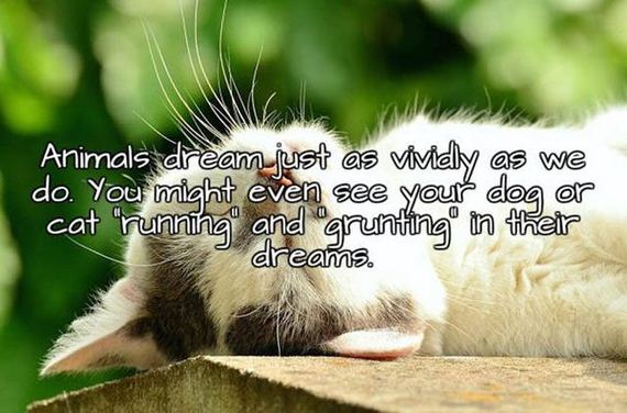 facts_about_sleep_and_dreams