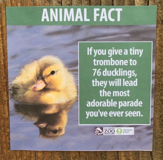 fake_animal_facts