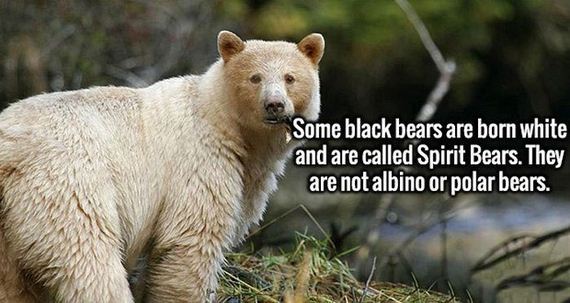 fascinating_fact-9-15