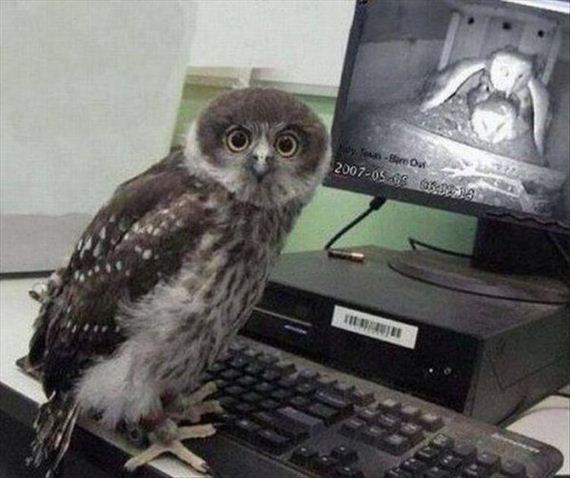 funny-animals-7-7