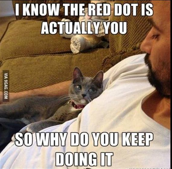 funny-animals-7-7