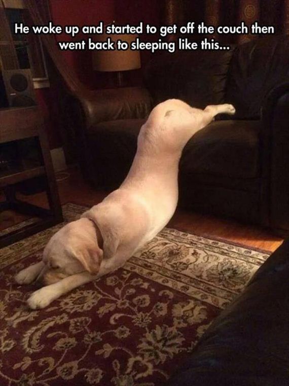 funny-animals-7-7
