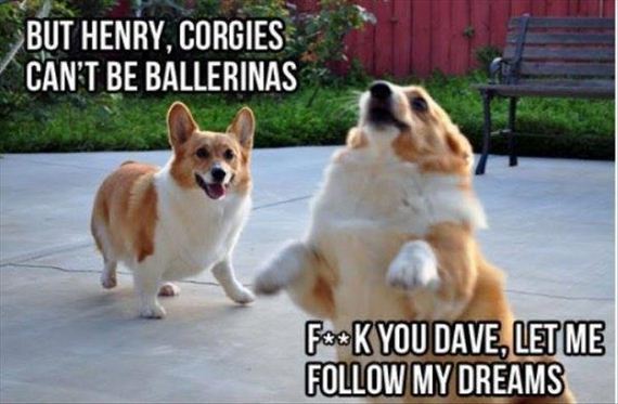 funny-animals-7-7