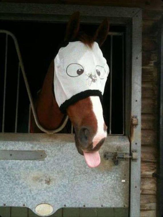 funny-animals-7-7