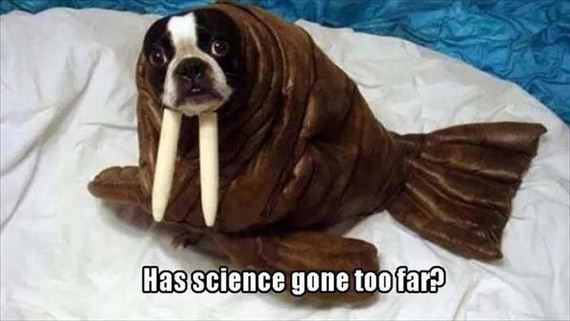 funny-animals-7-7