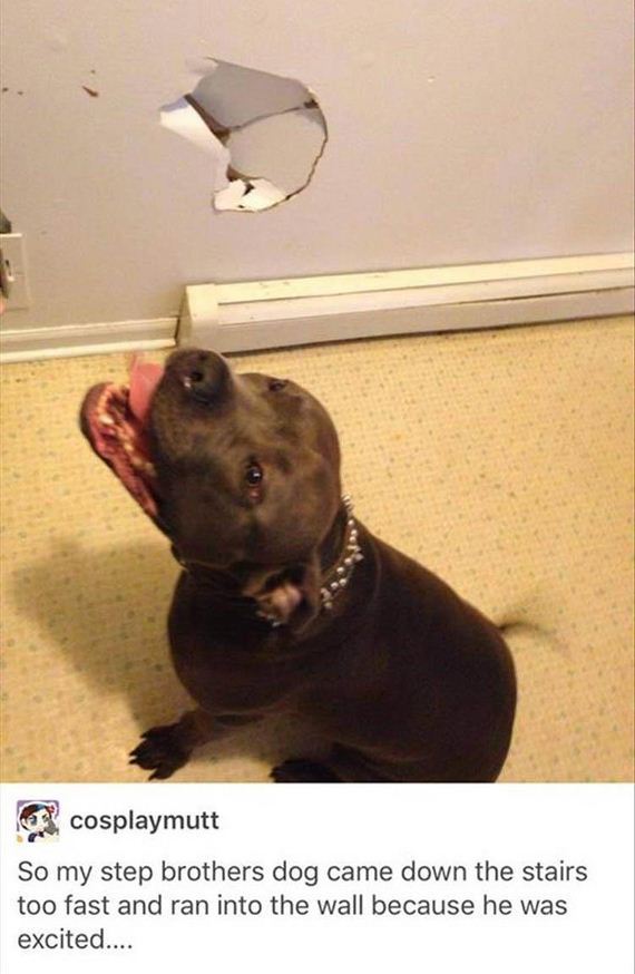 funny-animals-7-7