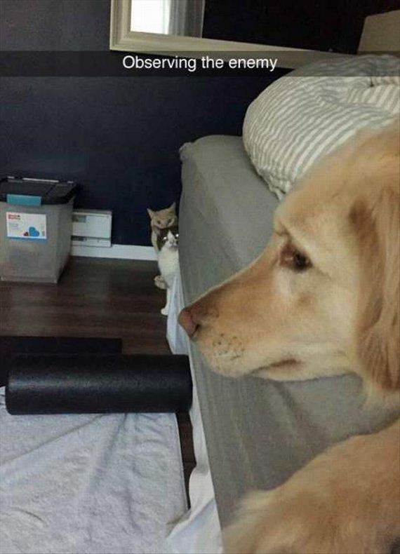 funny-animals-7-7