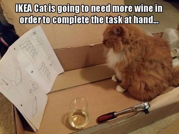 funny-animals-7-7