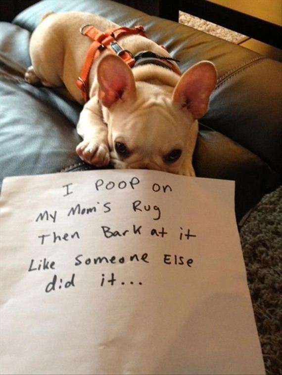 funny-animals-7-7