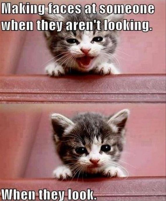 funny-animals-7-7