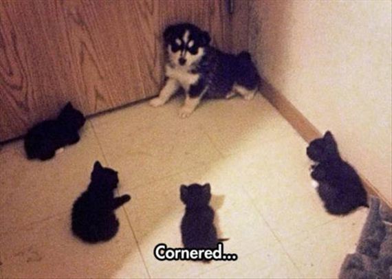 funny-animals-7-7