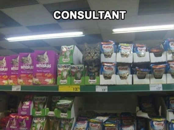 funny-animals-7-7