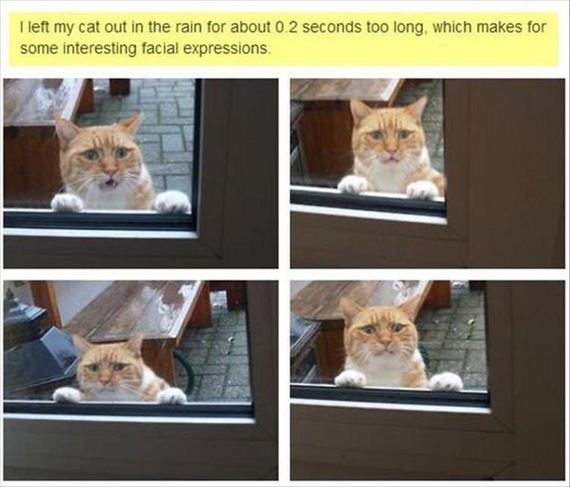 funny-animals-7-7