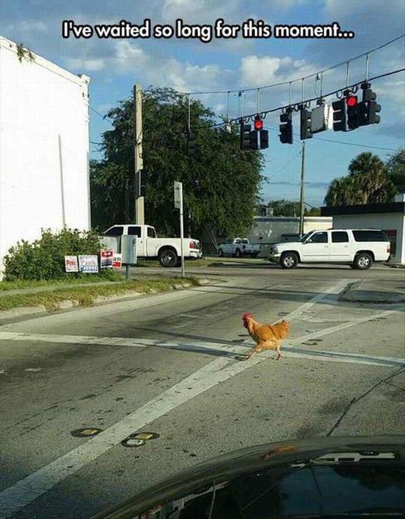funny-animals-7-7