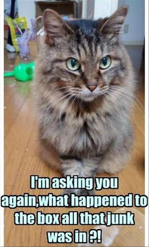 funny-animals-7-7