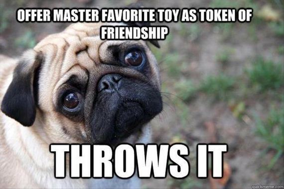 funny-animals-7-7