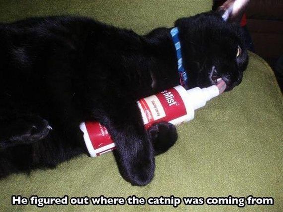 funny-animals-7-7