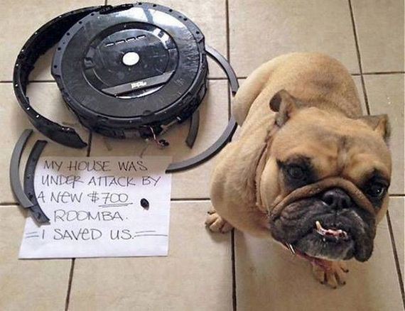 funny-pictures-1277