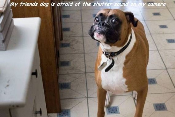 funny-pictures-1277