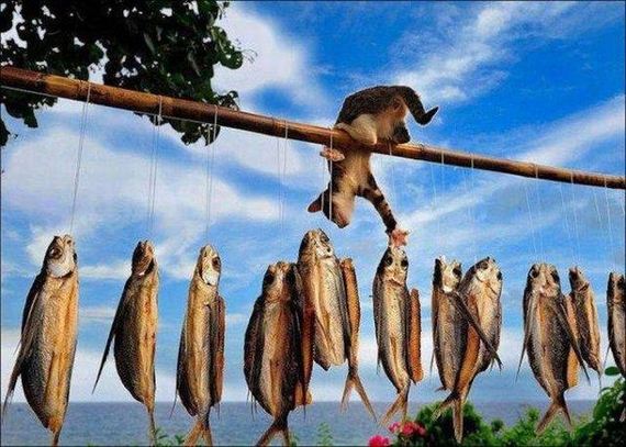 funny-pictures-1277