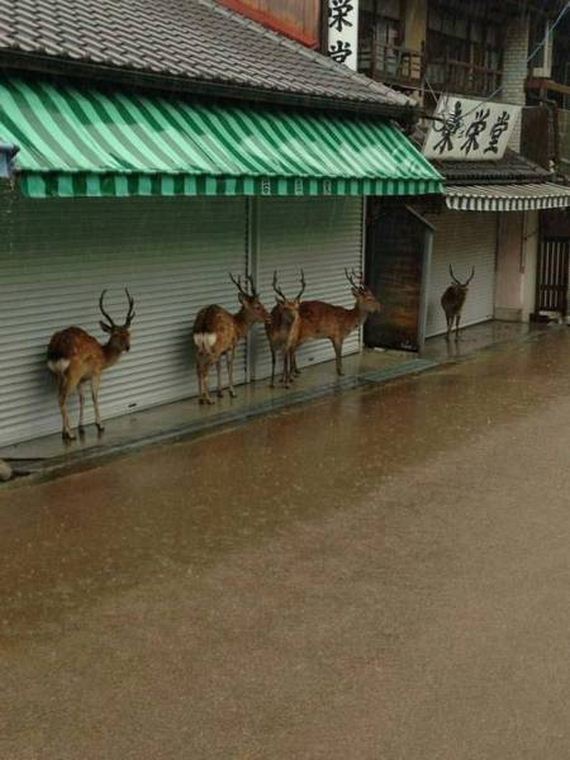 funny-pictures-1277
