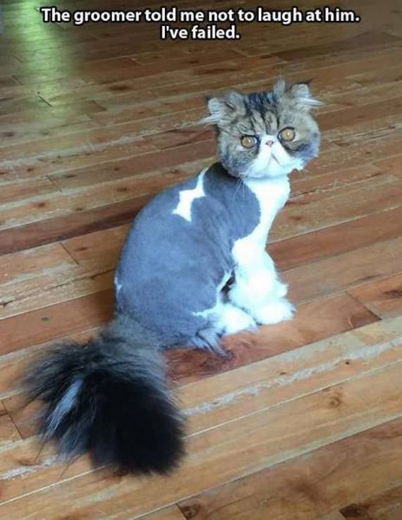 funny-pictures-1277