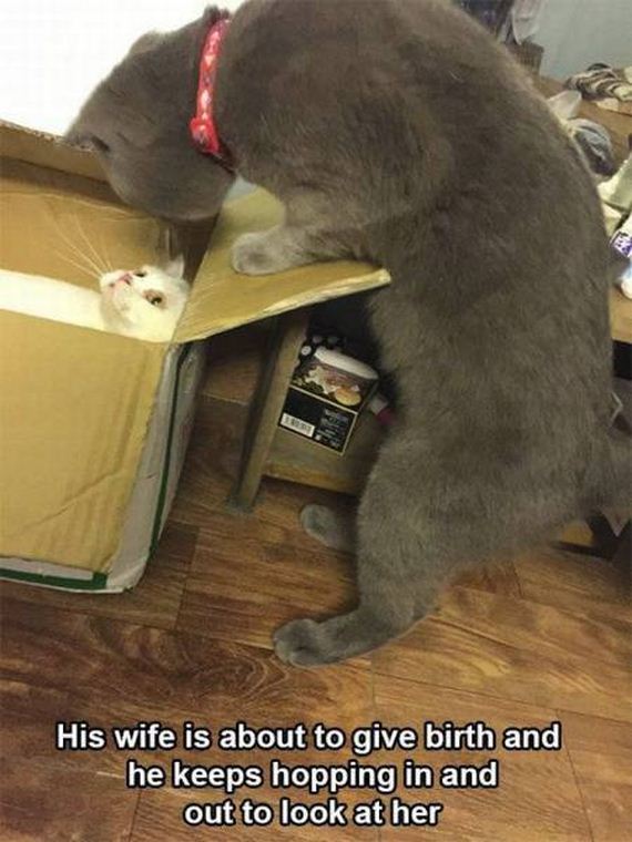 funny-pictures-1277