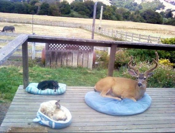 funny-pictures-1278