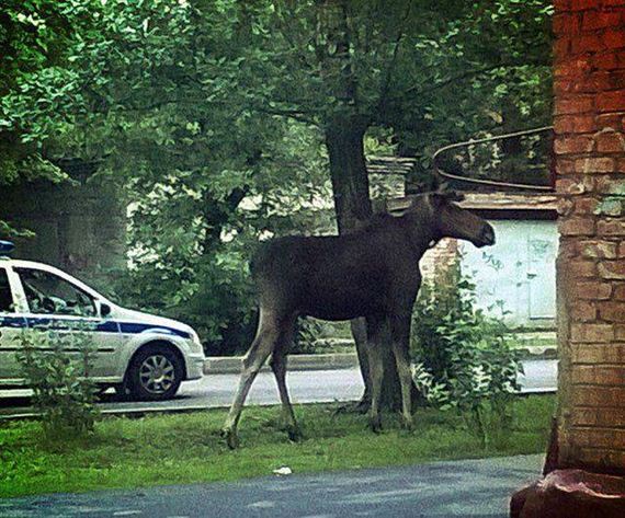 funny-pictures-1278