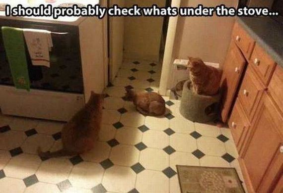 funny-pictures-1278
