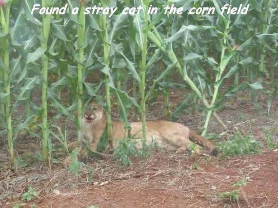 funny-pictures-1278