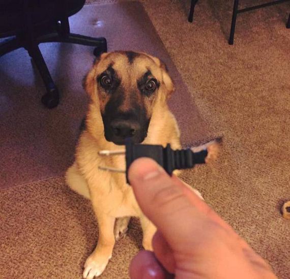 funny-pictures-1279
