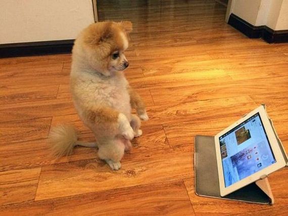 funny-pictures-1281