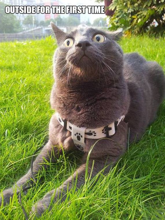 funny-pictures-1281