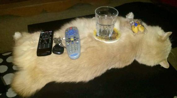 funny-pictures-1285