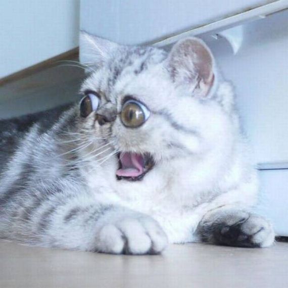 funny-pictures-1285