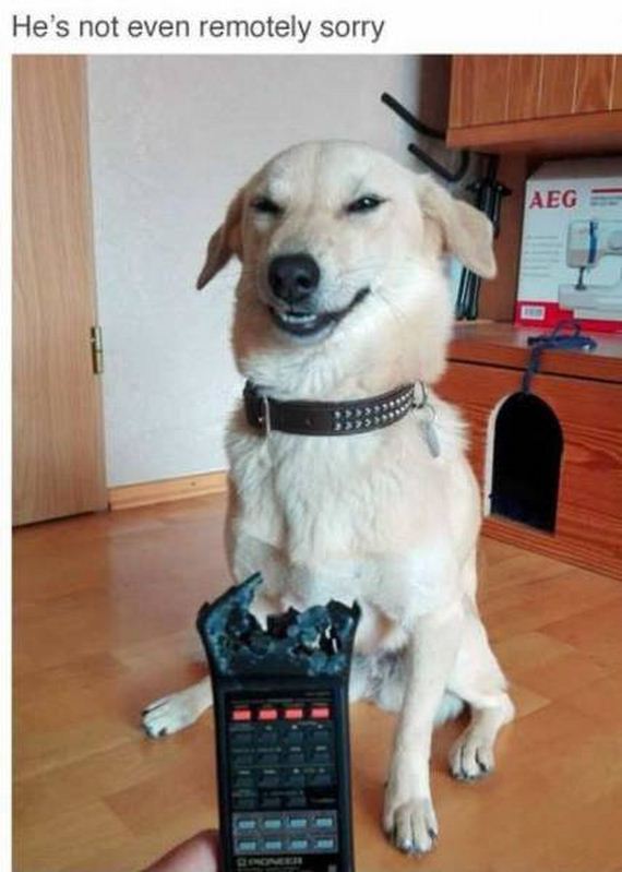 funny-pictures-1285