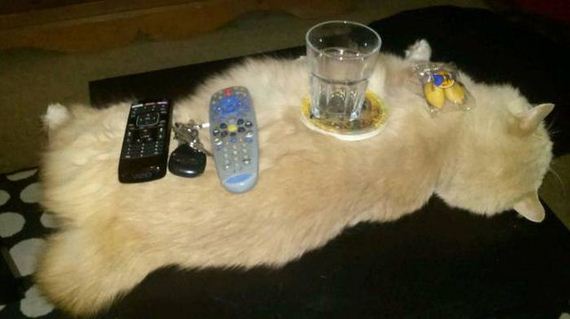 funny-pictures-1286