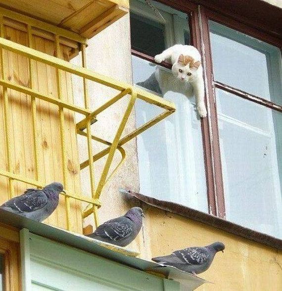 funny-pictures-1286