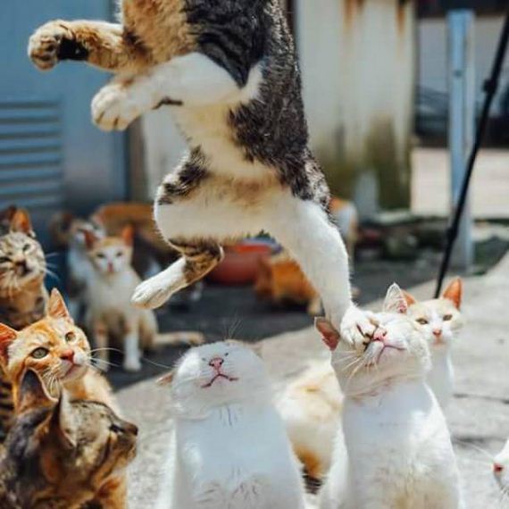 funny-pictures-1286