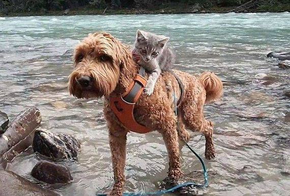 funny-pictures-1288
