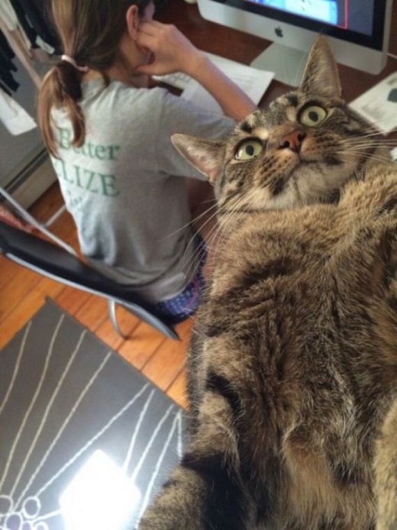 funny-pictures-1288