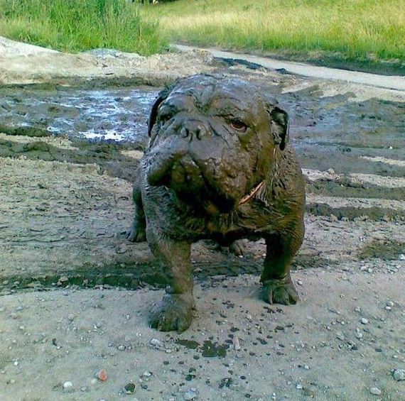 funny-pictures-1288